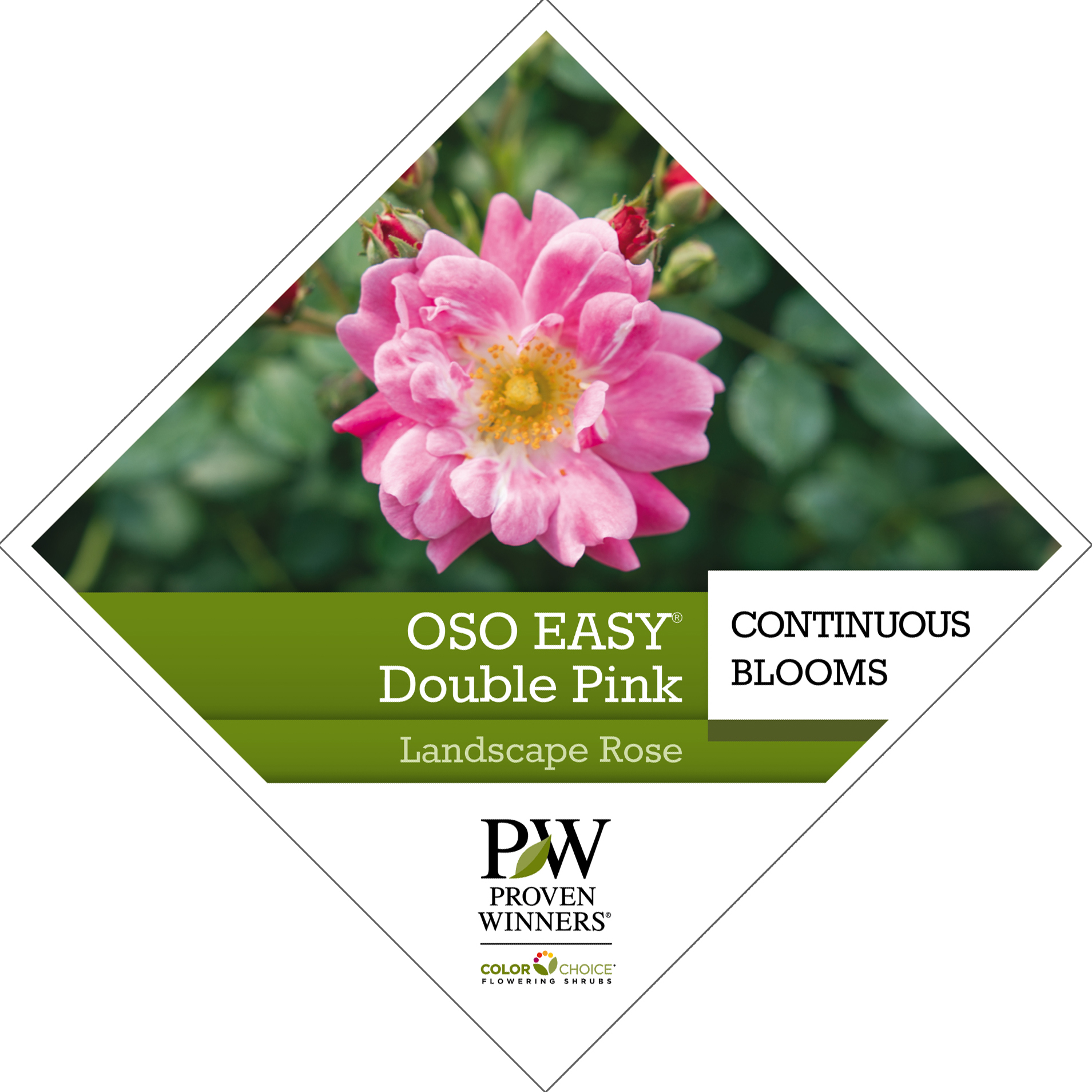 Preview of Oso Easy® Double Pink Rosa PDF