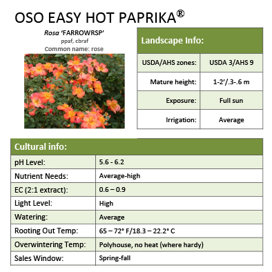 Preview of Oso Easy Hot Paprika® Rosa Grower Sheet PDF