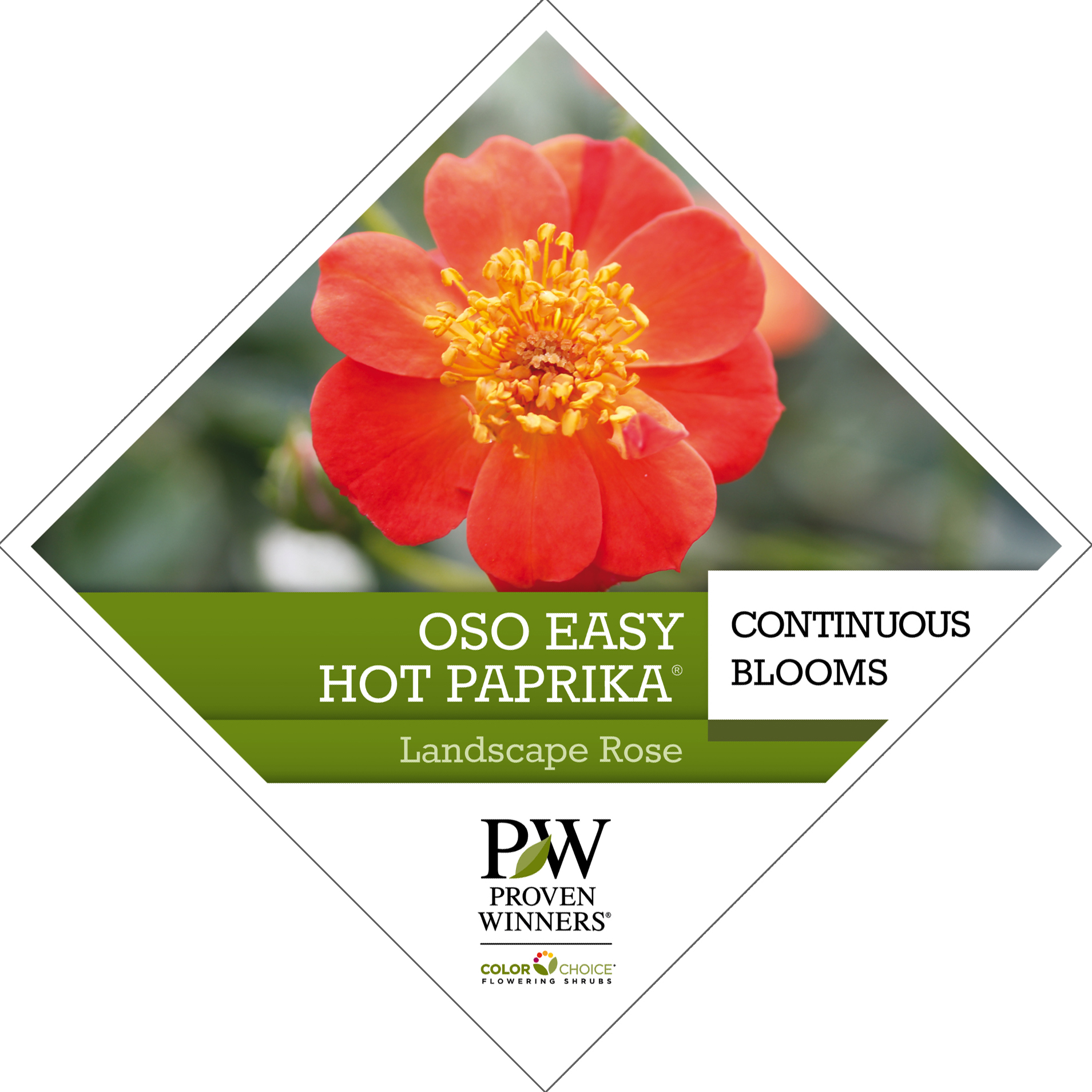 Preview of Oso Easy Hot Paprika® Rosa Tag PDF