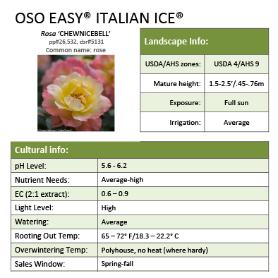 Preview of Oso Easy® Italian Ice® Rosa Grower Sheet PDF