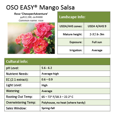 Preview of Oso Easy® Mango Salsa Rosa Grower Sheet PDF
