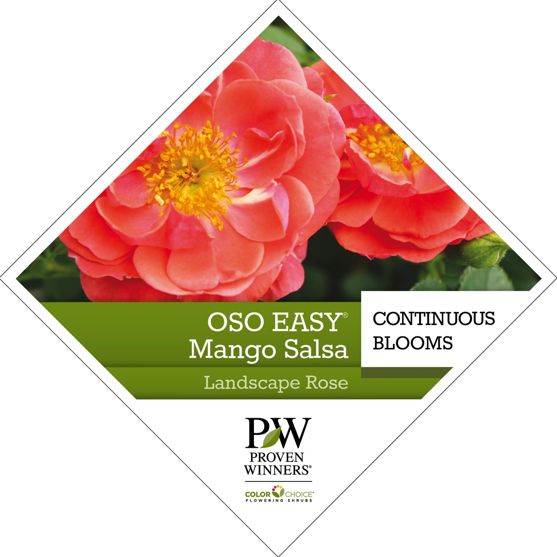 Preview of Oso Easy® Mango Salsa Rosa Tag PDF