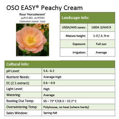 Preview of Oso Easy® Peachy Cream Rosa Grower Sheet PDF