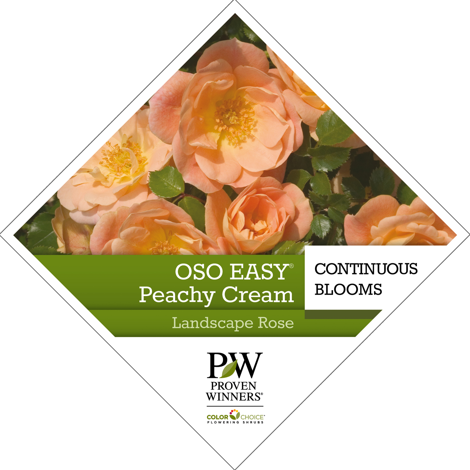 Preview of Oso Easy® Peachy Cream Rosa Tag PDF