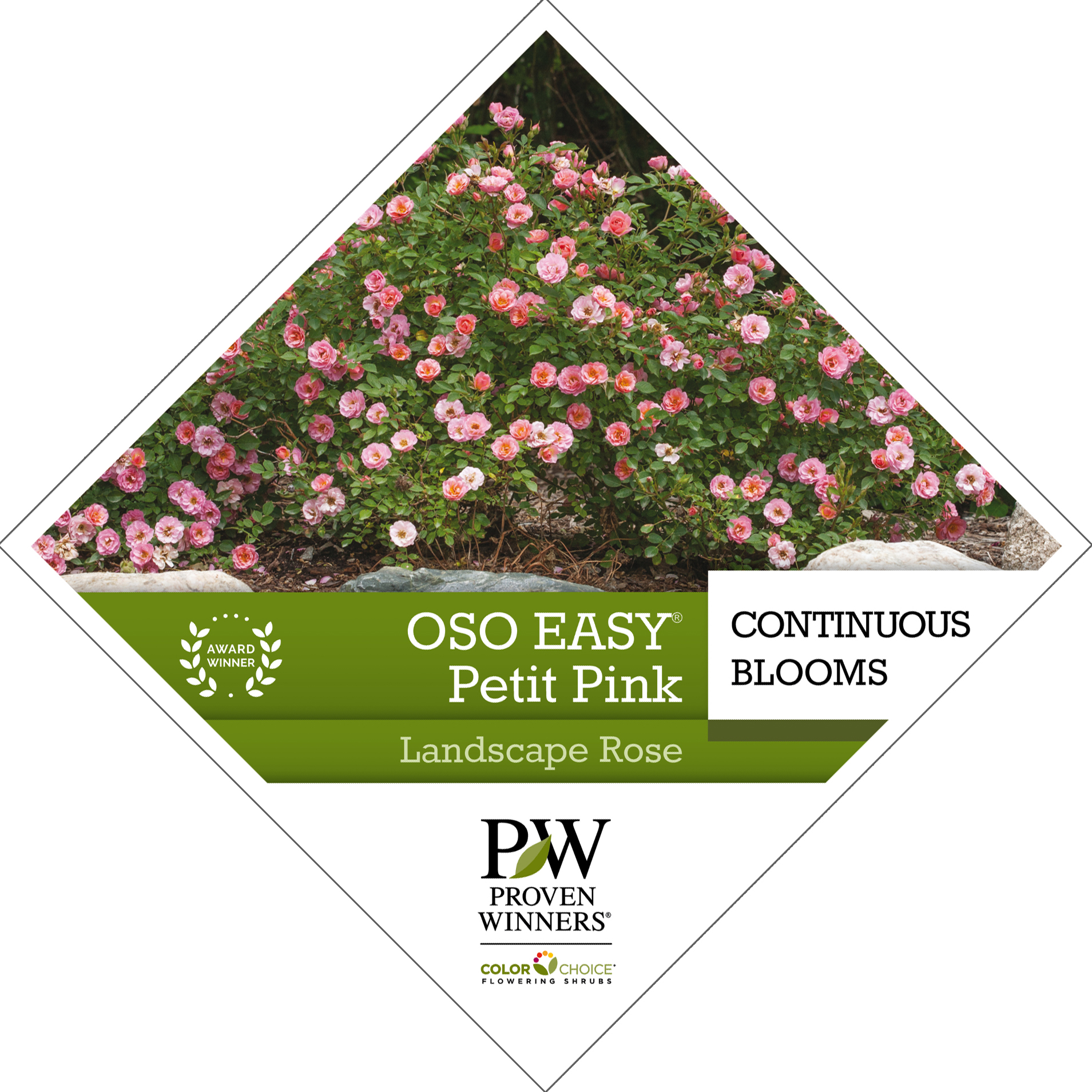Preview of Oso Easy® Petite Pink Rosa Tag PDF