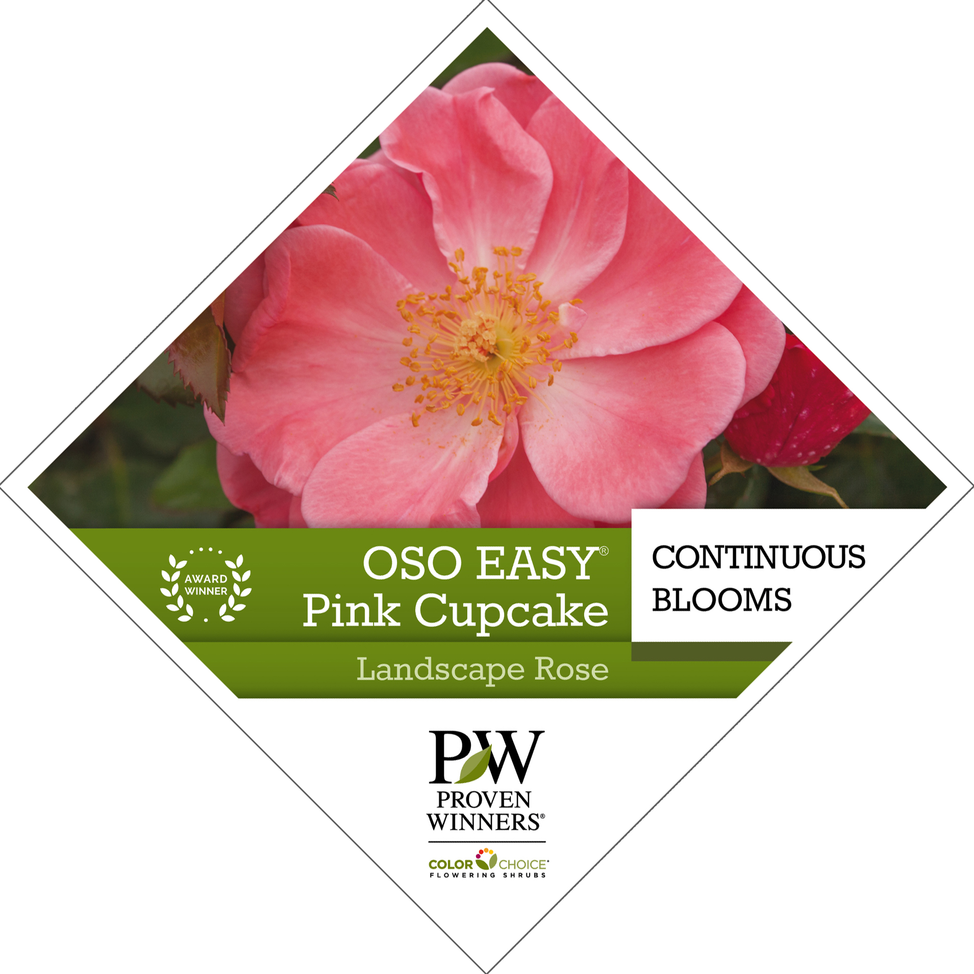 Preview of Oso Easy® Pink Cupcake Rosa Tag PDF