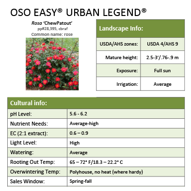 Preview of Oso Easy® Urban Legend® Rosa Grower Sheet PDF