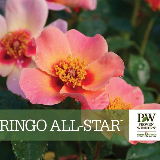 Preview of Ringo All-Star™ Rosa Benchcard PDF