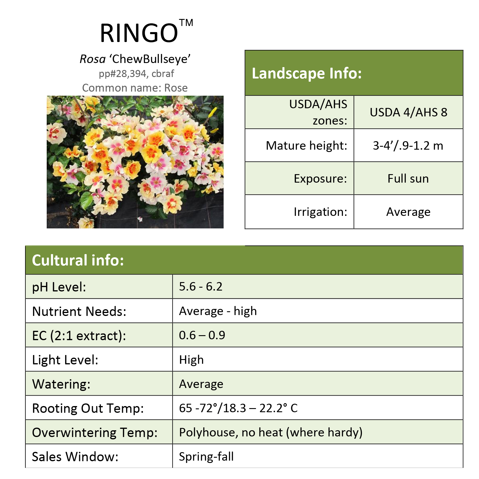 Preview of Ringo™ Rose Grower Sheet PDF