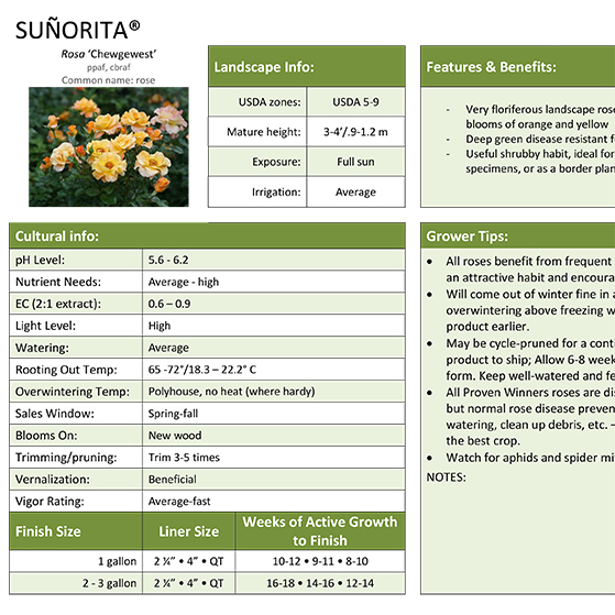 Preview of Suñorita® Rose Professional Grower Sheet PDF