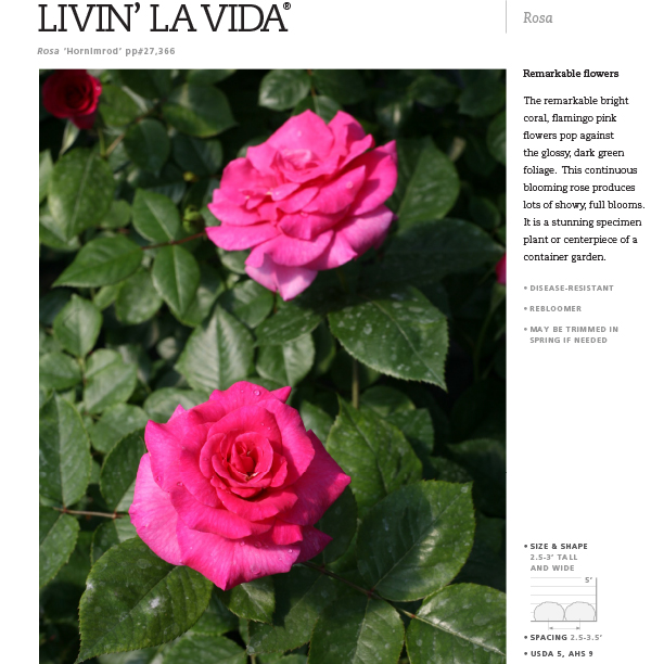 Preview of Livin’ La Vida® Rosa Spec Sheet PDF