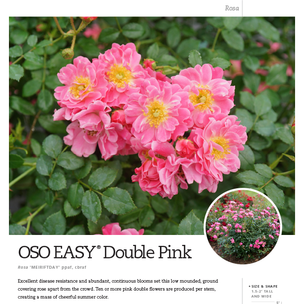 Preview of Oso Easy® Double Pink Rosa Spec Sheet PDF