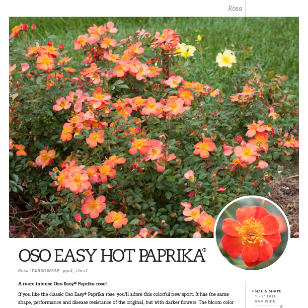 Preview of Oso Easy Hot Paprika® Rosa Spec Sheet PDF