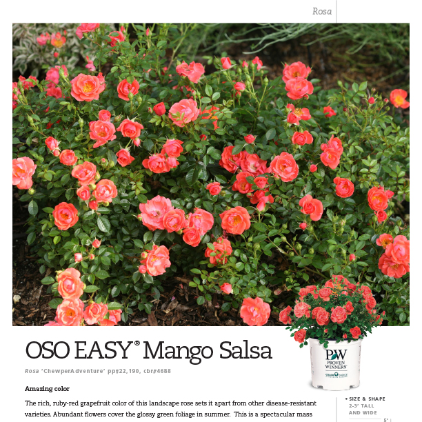 Preview of Oso Easy® Mango Salsa Rosa Spec Sheet PDF