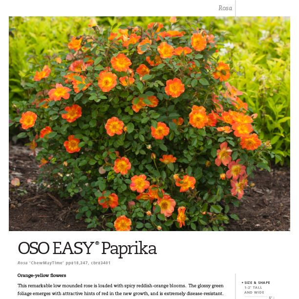 Preview of Oso Easy® Paprika Rosa Spec Sheet PDF