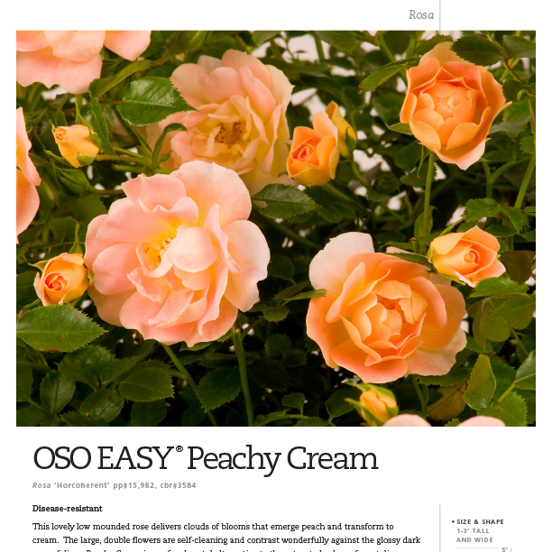 Preview of Oso Easy® Peachy Cream Rosa Spec Sheet PDF