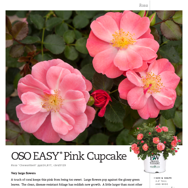Preview of Oso Easy® Pink Cupcake Rosa Spec Sheet PDF