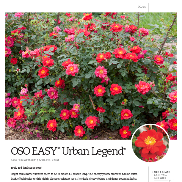 Preview of Oso Easy® Urban Legend® Rosa Spec Sheet PDF