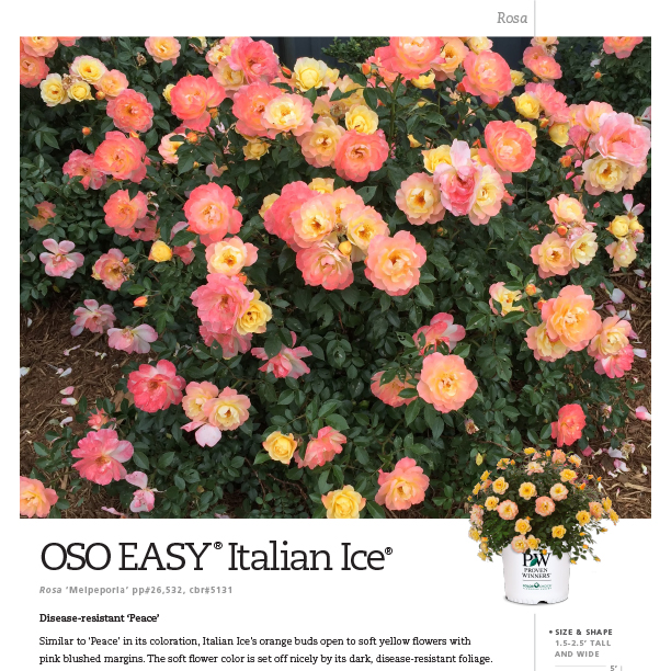 Preview of Oso Easy® Italian Ice® Rosa Spec Sheet PDF