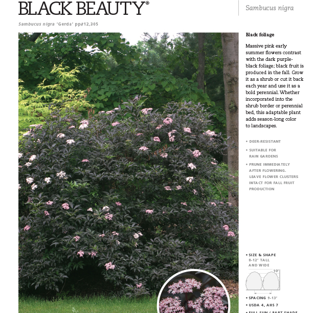 Preview of Black Beauty® Sambucus Spec Sheet PDF