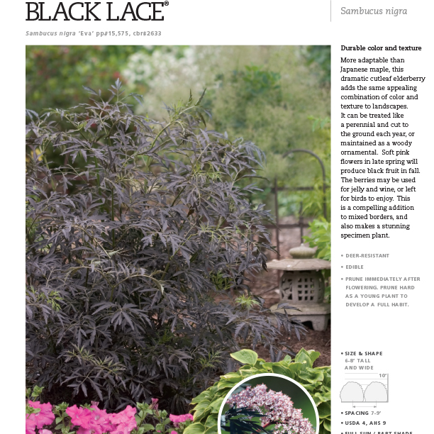 Preview of Black Lace® Sambucus Spec Sheet PDF
