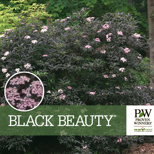 Preview of Black Beauty® Sambucus Benchcard PDF