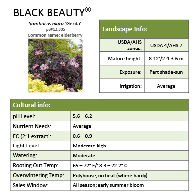 Preview of Black Beauty® Sambucus Grower Sheet PDF