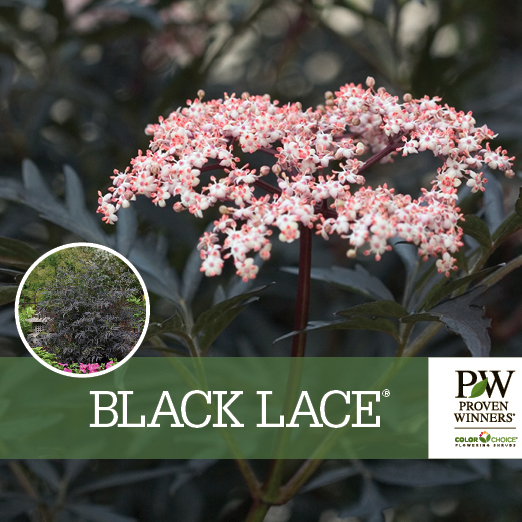 Preview of Black Lace® Sambucus Benchcard PDF
