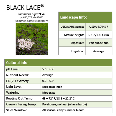 Preview of Black Lace® Sambucus Grower Sheet PDF