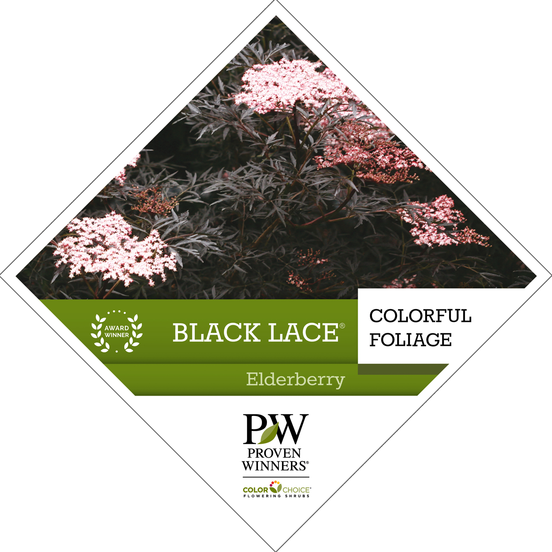 Preview of Black Lace® Sambucus Tag PDF