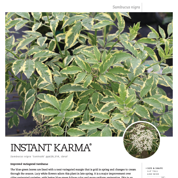 Preview of Instant Karma® Sambucus Spec Sheet PDF