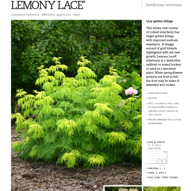Preview of Lemony Lace® Sambucus Spec Sheet PDF