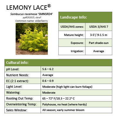 Preview of Lemony Lace® Sambucus Grower Sheet PDF