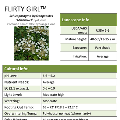 Preview of Flirty Girl™ Schizophragma Grower Sheet PDF