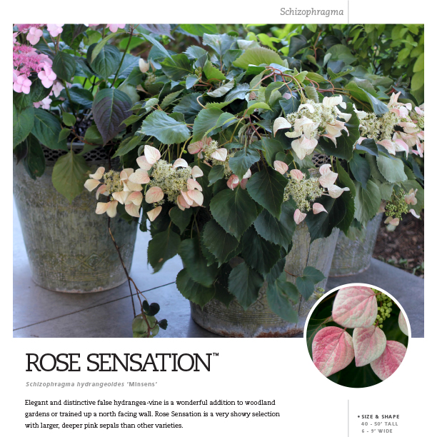 Preview of Rose Sensation™ Schizophragma Spec Sheet PDF