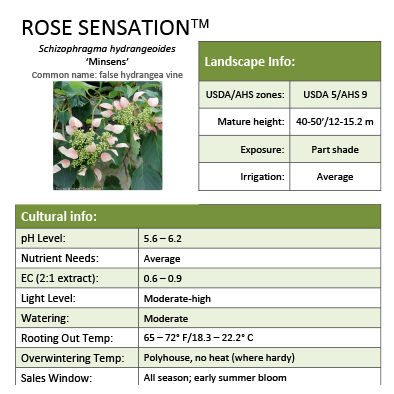 Preview of Rose Sensation™ Schizophragma Grower Sheet PDF