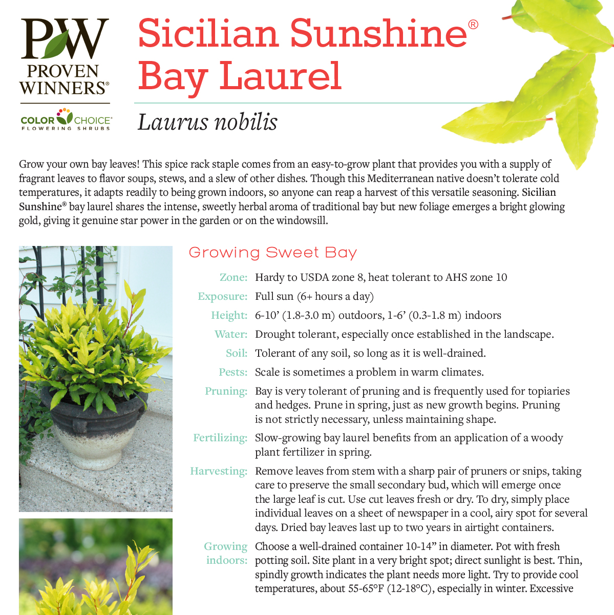 Preview of Guide to Sicilian Sunshine Bay PDF