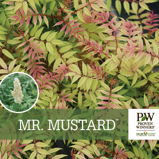 Preview of Mr. Mustard™ Sorbaria Benchcard PDF