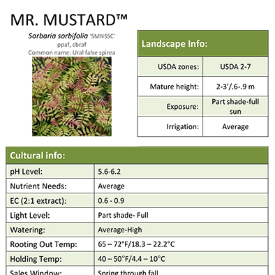 Preview of Mr. Mustard™ Sorbaria Grower Sheet PDF