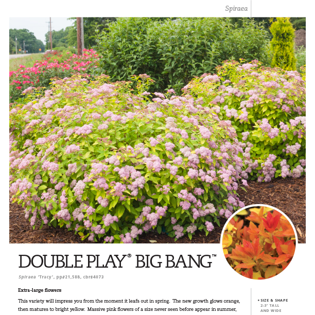 Preview of Double Play Big Bang® Spiraea Spec Sheet PDF