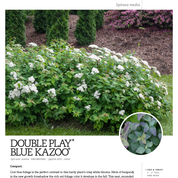 Preview of Double Play® Blue Kazoo® Spiraea Spec Sheet PDF