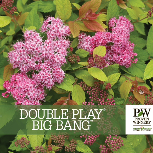 Preview of Double Play® Big Bang™ Spiraea Benchcard PDF