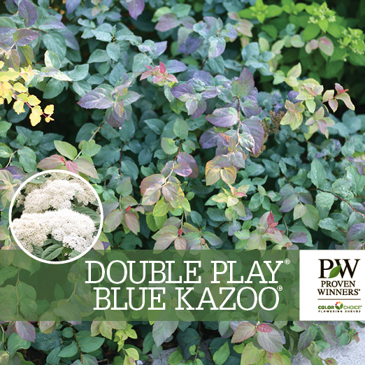 Preview of Plant of the Week June 9, 2022 Double Play Blue Kazoo spirea PDF