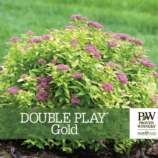 Preview of  Double Play® Gold Spiraea Benchcard PDF