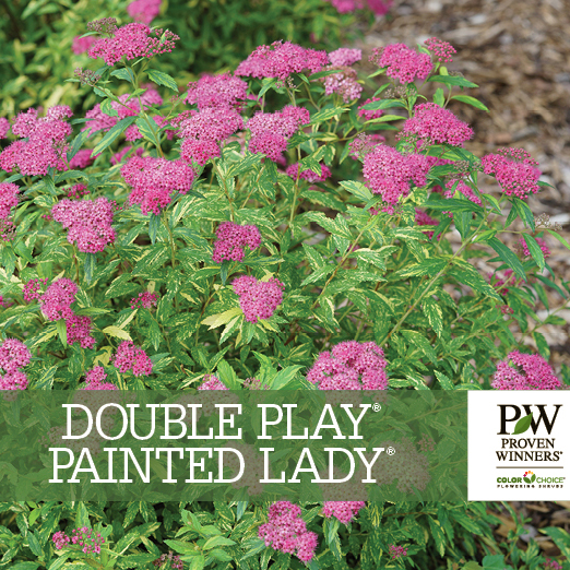 Preview of Double Play® Painted Lady® Spiraea Benchcard PDF