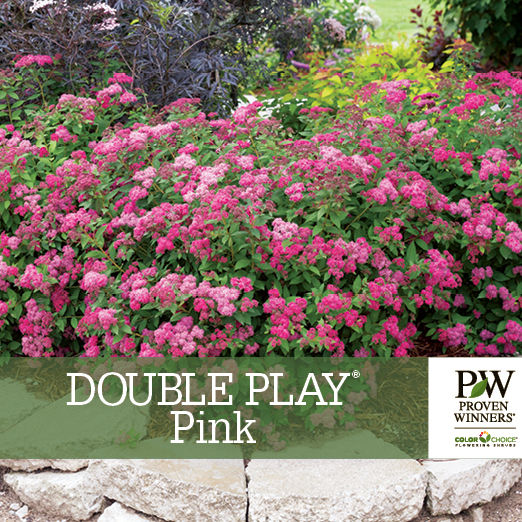 Preview of Double Play® Pink Spiraea Benchcard PDF