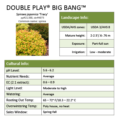 Preview of Double Play® Big Bang™ Spiraea Grower Sheet PDF