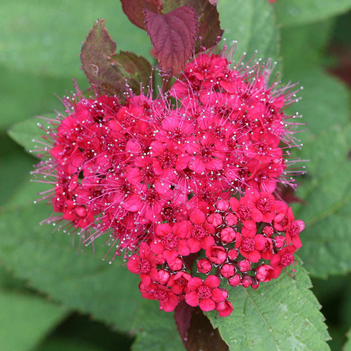 Preview of Double Play Doozie® Spiraea; September 20, 2018 PDF