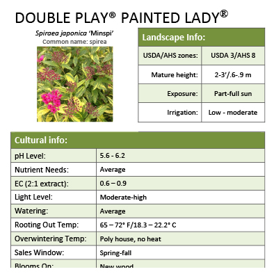 Preview of Double Play® Painted Lady® Spiraea Grower Sheet PDF