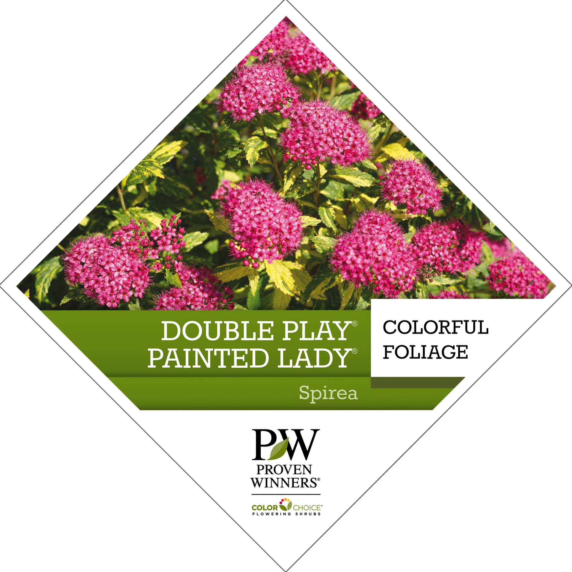 Preview of Double Play® Painted Lady® Spiraea Tag PDF